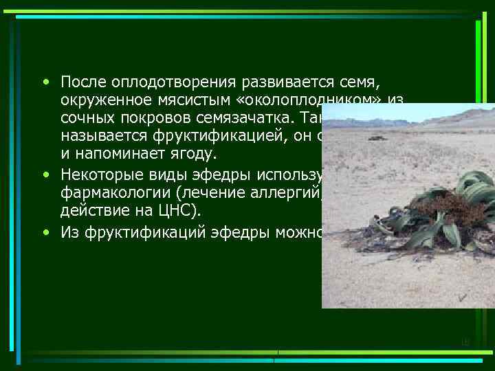  • После оплодотворения развивается семя, окруженное мясистым «околоплодником» из сочных покровов семязачатка. Такой