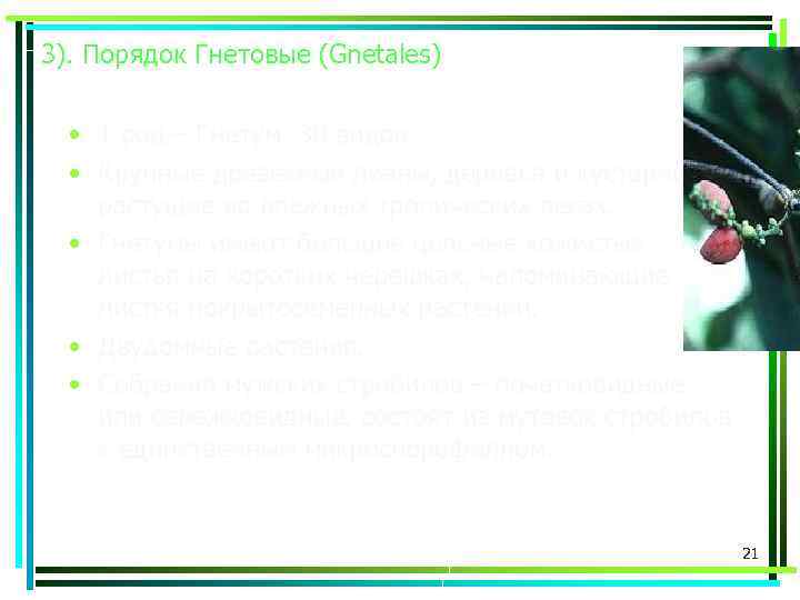 3). Порядок Гнетовые (Gnetales) • 1 род – Гнетум, 30 видов. • Крупные древесные