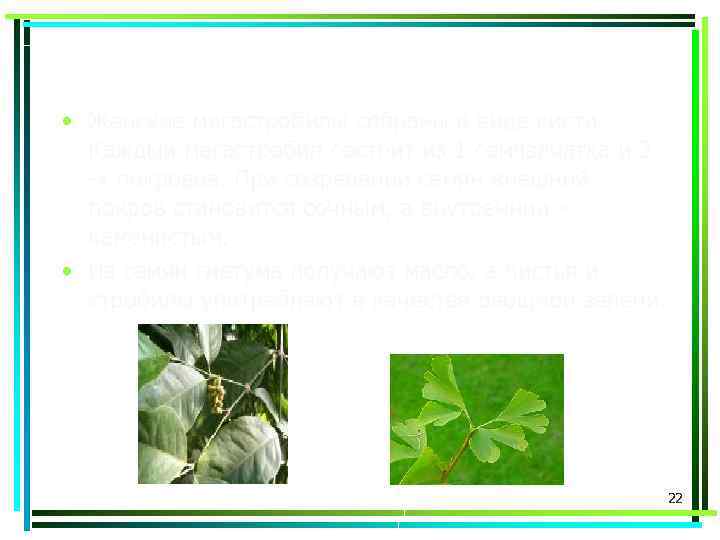  • Женские мегастробилы собраны в виде кисти. Каждый мегастробил состоит из 1 семязачатка