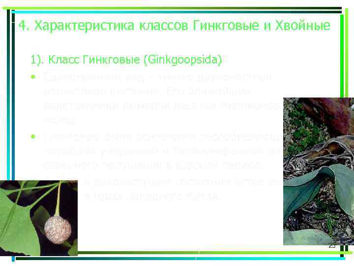 4. Характеристика классов Гинкговые и Хвойные 1). Класс Гинкговые (Ginkgoopsida) • Единственный вид –
