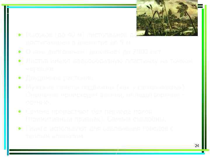  • Высокое (до 40 м) листопадное дерево со стволом, достигающем в диаметре до