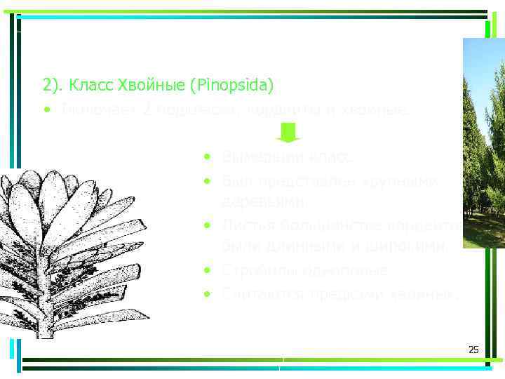 2). Класс Хвойные (Pinopsida) • Включает 2 подкласса: кордаиты и хвойные. • Вымерший класс.