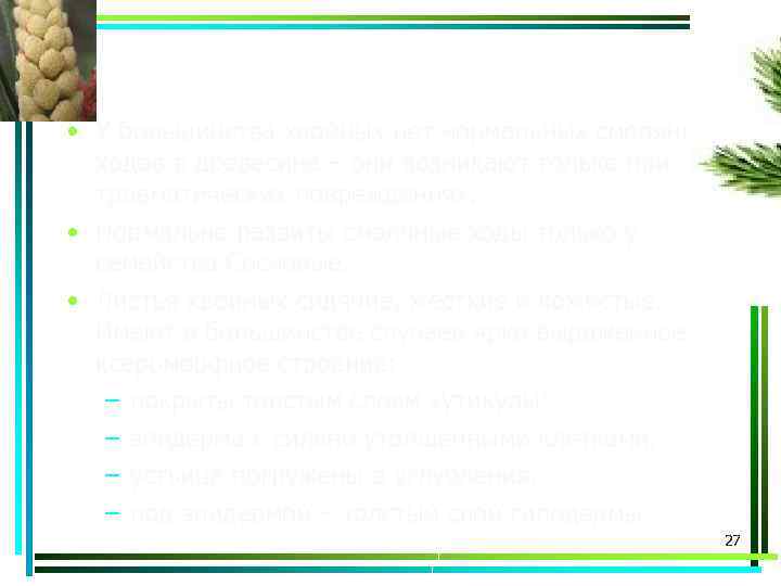  • У большинства хвойных нет нормальных смоляных ходов в древесине – они возникают