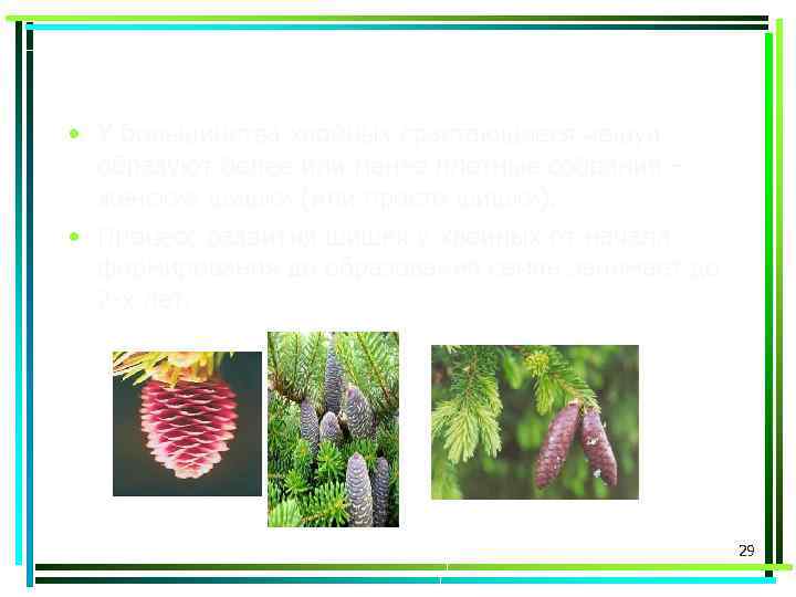  • У большинства хвойных срастающиеся чешуи образуют более или менее плотные собрания –