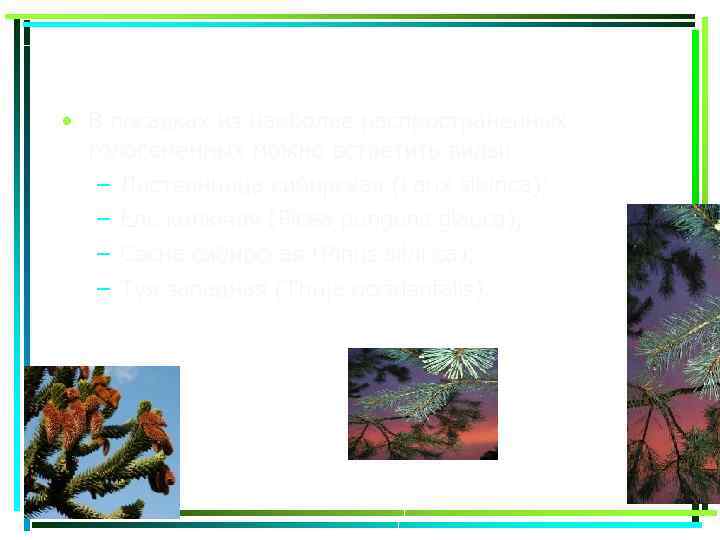  • В посадках из наиболее распространенных голосеменных можно встретить виды: – Лиственница сибирская