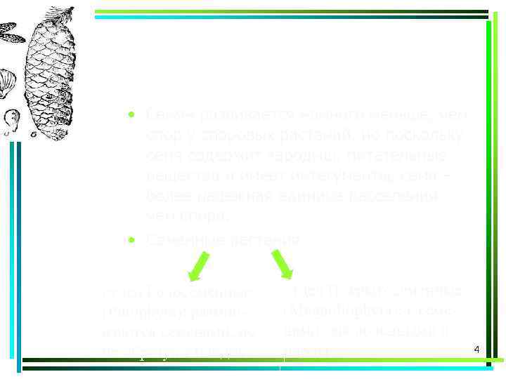  • Семян развивается намного меньше, чем спор у споровых растений, но поскольку семя