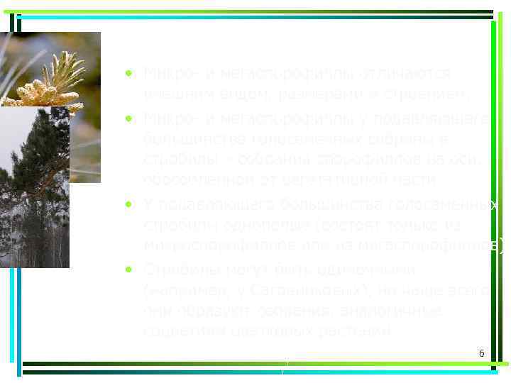  • Микро- и мегаспорофиллы отличаются внешним видом, размерами и строением. • Микро- и