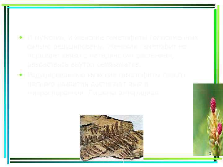  • И мужские, и женские гаметофиты голосеменных сильно редуцированы. Женский гаметофит не порывает