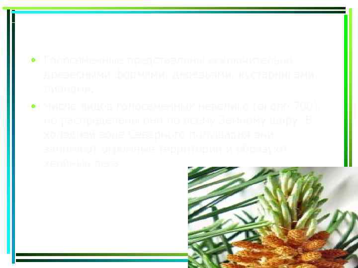  • Голосеменные представлены исключительно древесными формами: деревьями, кустарниками, лианами. • Число видов голосеменных