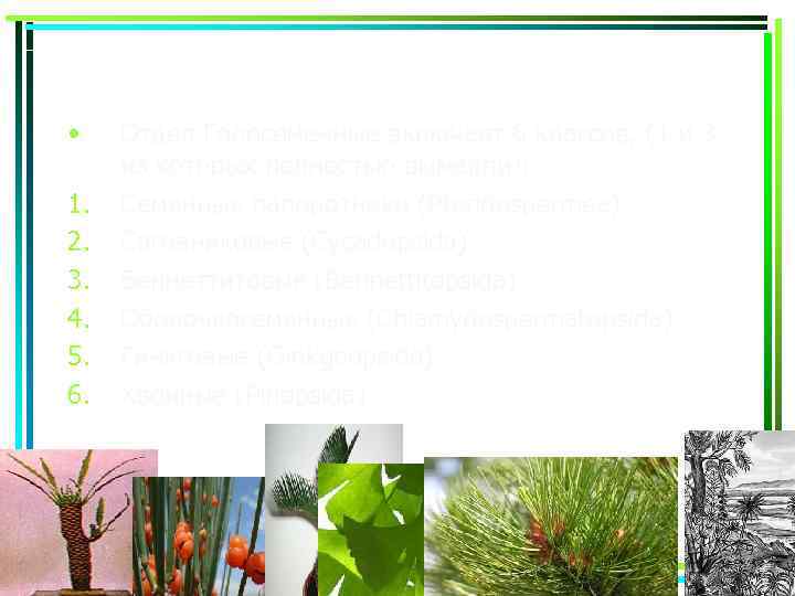  • 1. 2. 3. 4. 5. 6. Отдел Голосеменные включает 6 классов, (1