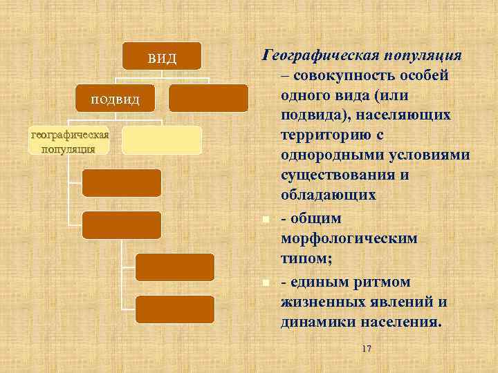 вид подвид географическая популяция Географическая популяция – совокупность особей одного вида (или подвида), населяющих