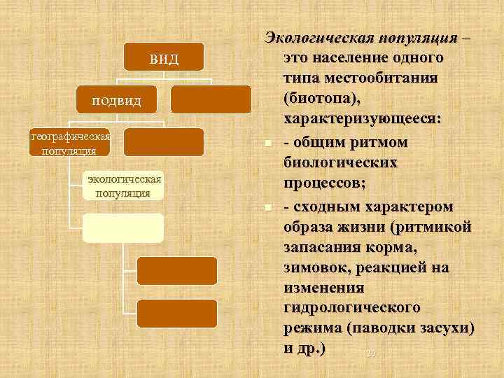 вид подвид географическая популяция экологическая популяция Экологическая популяция – это население одного типа местообитания