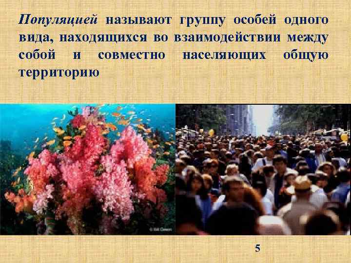 Популяцией называют группу особей одного вида, находящихся во взаимодействии между собой и совместно населяющих