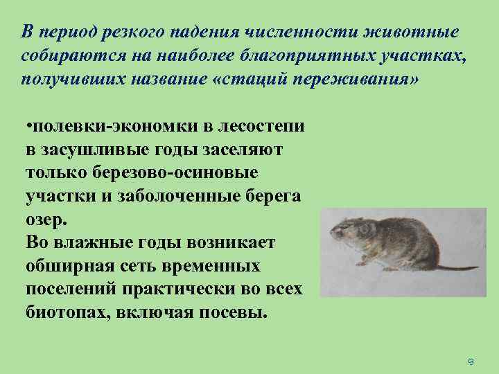 В период резкого падения численности животные собираются на наиболее благоприятных участках, получивших название «стаций