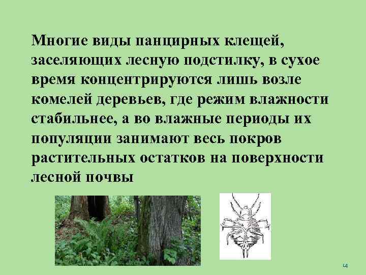 Многие виды панцирных клещей, заселяющих лесную подстилку, в сухое время концентрируются лишь возле комелей