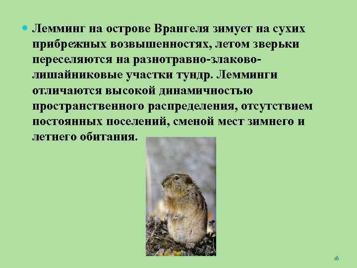  Лемминг на острове Врангеля зимует на сухих прибрежных возвышенностях, летом зверьки переселяются на