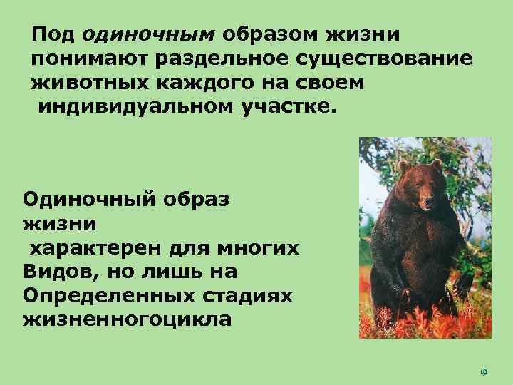 Под одиночным образом жизни понимают раздельное существование животных каждого на своем индивидуальном участке. Одиночный