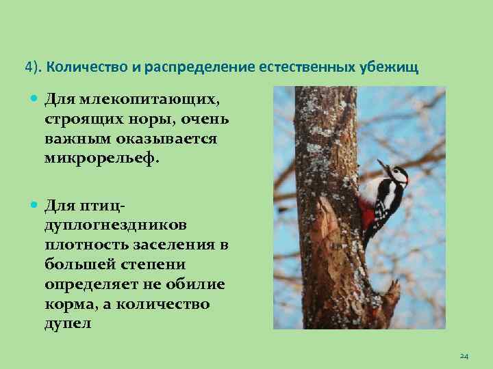 4). Количество и распределение естественных убежищ Для млекопитающих, строящих норы, очень важным оказывается микрорельеф.