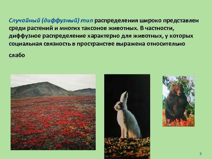 Случайный (диффузный) тип распределения широко представлен среди растений и многих таксонов животных. В частности,