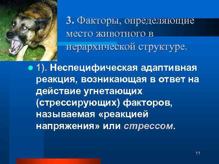 3. Факторы, определяющие место животного в иерархической структуре. l 1). Неспецифическая адаптивная реакция, возникающая