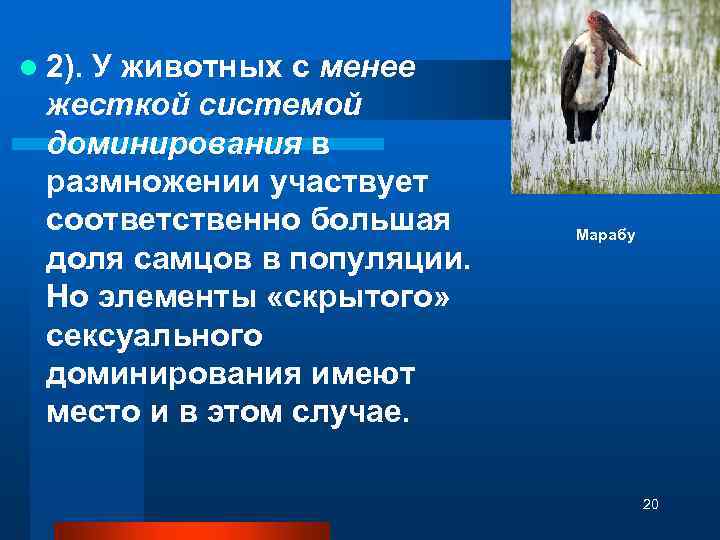 l 2). У животных с менее жесткой системой доминирования в размножении участвует соответственно большая