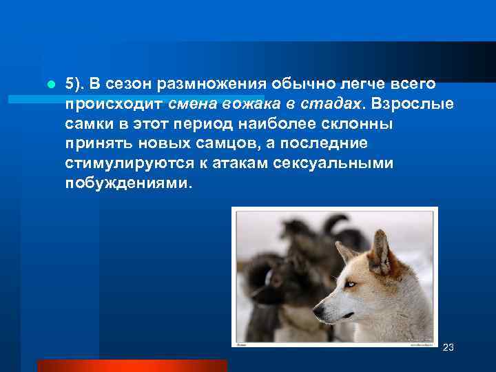 l 5). В сезон размножения обычно легче всего происходит смена вожака в стадах. Взрослые