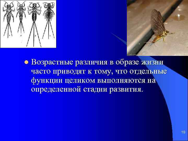 l Возрастные различия в образе жизни часто приводят к тому, что отдельные функции целиком