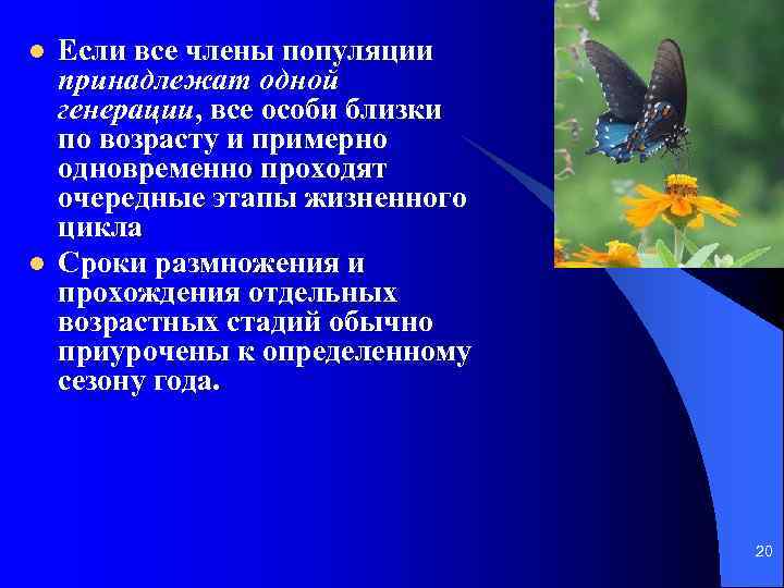 l l Если все члены популяции принадлежат одной генерации, все особи близки по возрасту