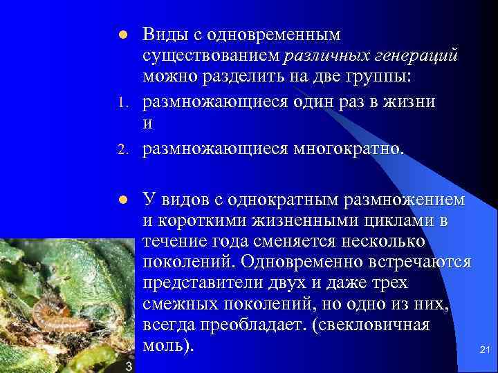 l 1. 2. l Виды с одновременным существованием различных генераций можно разделить на две