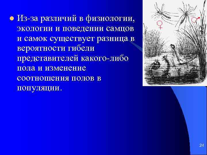 l Из-за различий в физиологии, экологии и поведении самцов и самок существует разница в