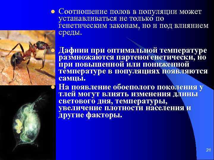 l Соотношение полов в популяции может устанавливаться не только по генетическим законам, но и