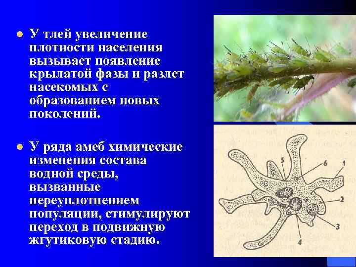 l У тлей увеличение плотности населения вызывает появление крылатой фазы и разлет насекомых с