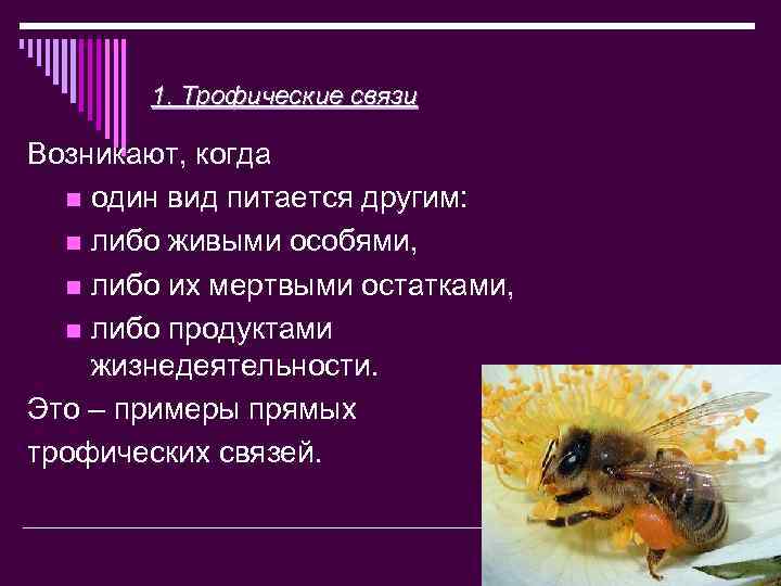 1. Трофические связи Возникают, когда n один вид питается другим: n либо живыми особями,