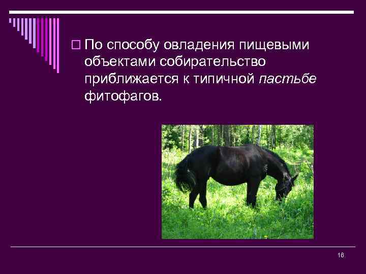 o По способу овладения пищевыми объектами собирательство приближается к типичной пастьбе фитофагов. 16 