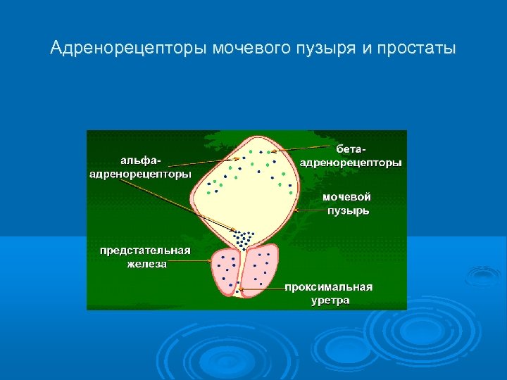 Адренорецепторы мочевого пузыря и простаты 