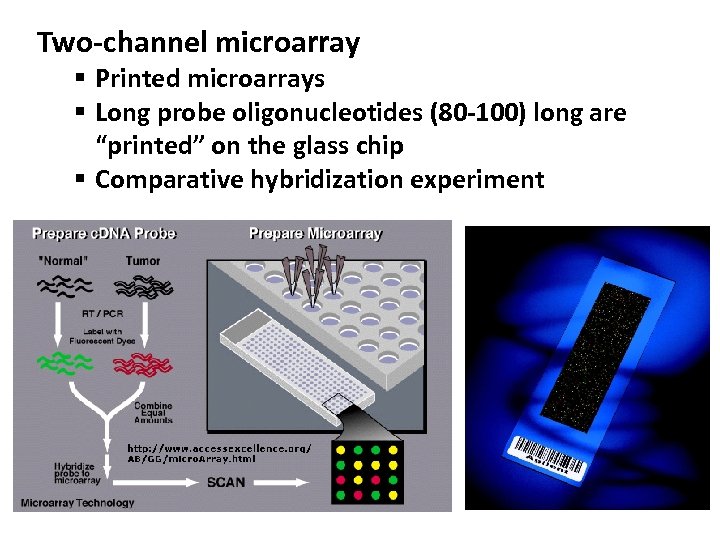 Two-channel microarray § Printed microarrays § Long probe oligonucleotides (80 -100) long are “printed”