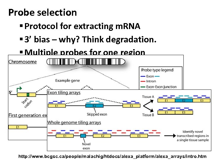 Probe selection § Protocol for extracting m. RNA § 3’ bias – why? Think