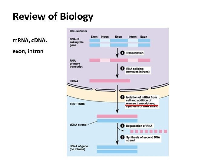 Review of Biology m. RNA, c. DNA, exon, intron 