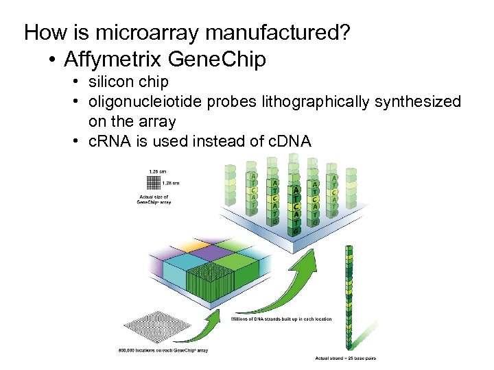 How is microarray manufactured? • Affymetrix Gene. Chip • silicon chip • oligonucleiotide probes