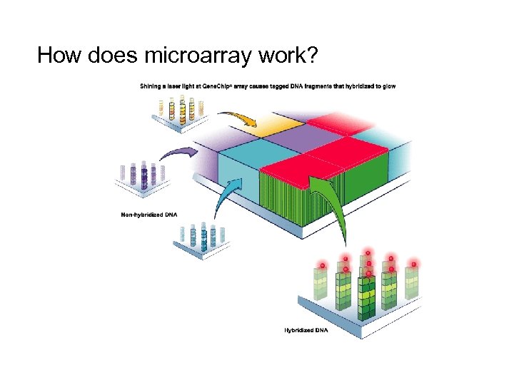 How does microarray work? 