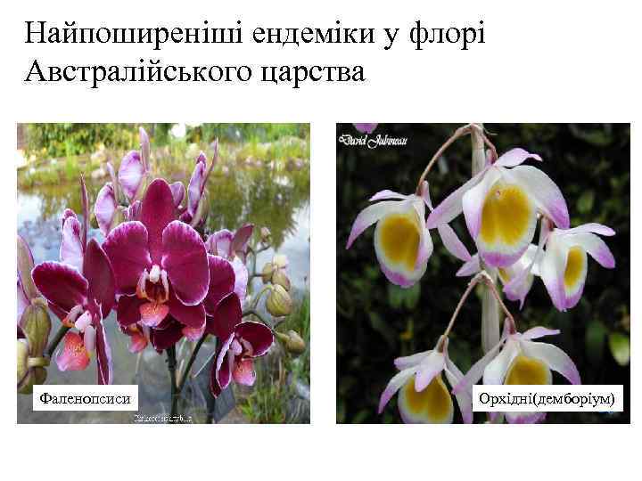 Найпоширеніші ендеміки у флорі Австралійського царства Фаленопсиси Орхідні(демборіум) 