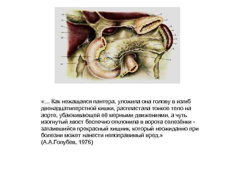  «… Как нежащаяся пантера, уложила она голову в изгиб двенадцатиперстной кишки, распластала тонкое