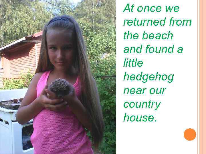 At once we returned from the beach and found a little hedgehog near our