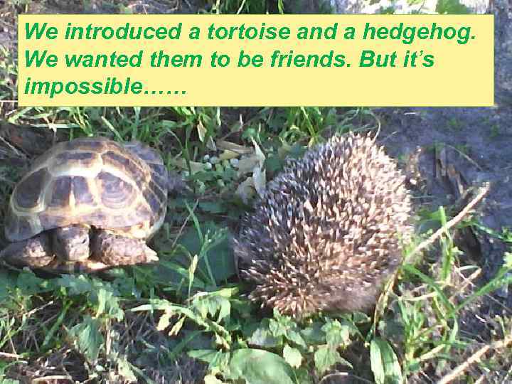 We introduced a tortoise and a hedgehog. We wanted them to be friends. But