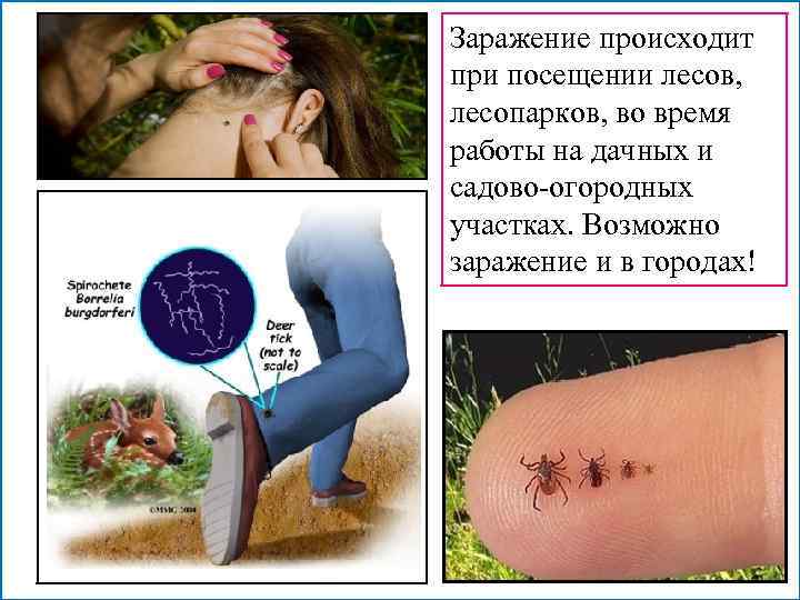 Заражение происходит при посещении лесов, лесопарков, во время работы на дачных и садово-огородных участках.