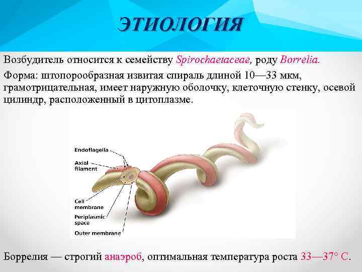 ЭТИОЛОГИЯ Возбудитель относится к семейству Spirochaetaceae, роду Borrelia. Форма: штопорообразная извитая спираль длиной 10—