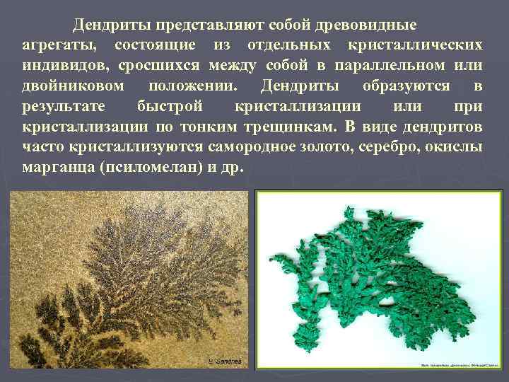 Дендриты представляют собой древовидные агрегаты, состоящие из отдельных кристаллических индивидов, сросшихся между собой в