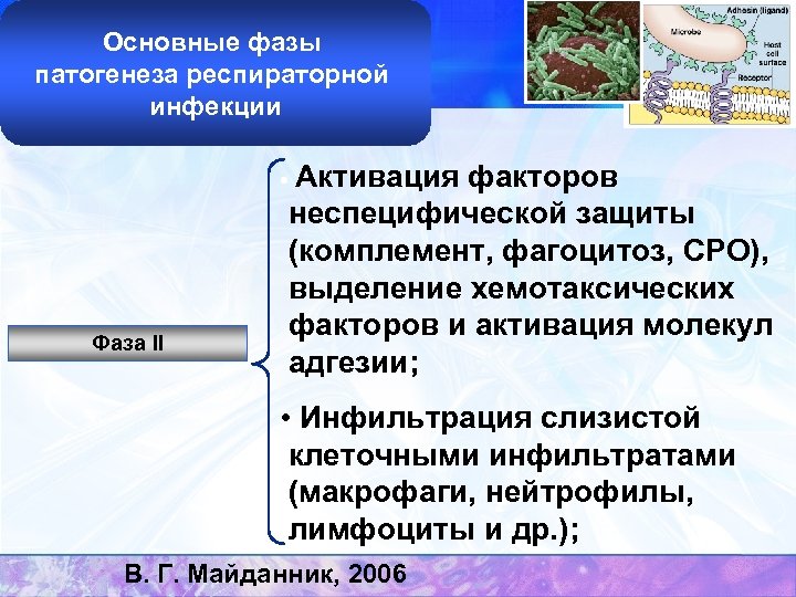 Основные фазы патогенеза респираторной инфекции • Активация факторов Фаза II неспецифической защиты (комплемент, фагоцитоз,