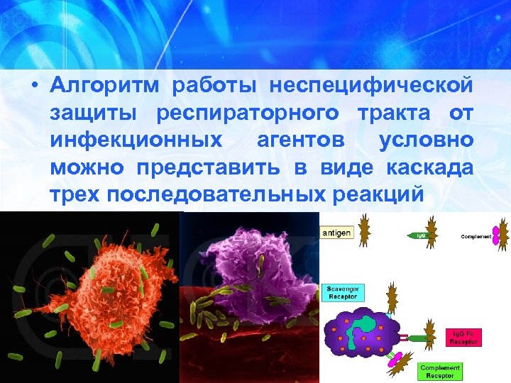  • Алгоритм работы неспецифической защиты респираторного тракта от инфекционных агентов условно можно представить