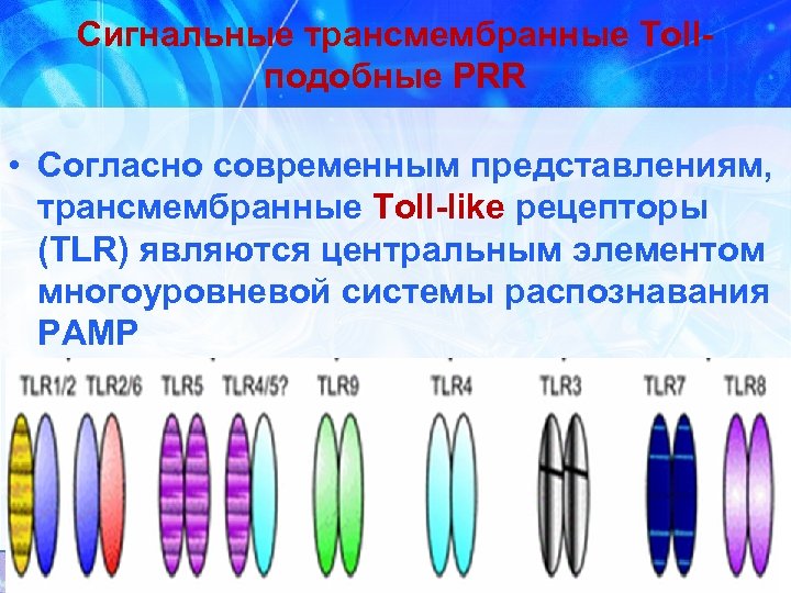 Сигнальные трансмембранные Tollподобные PRR • Согласно современным представлениям, трансмембранные Toll-like рецепторы (TLR) являются центральным